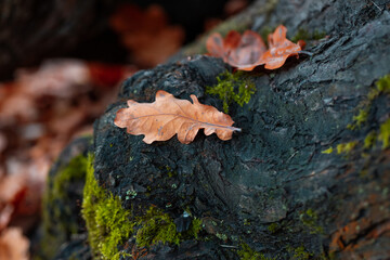 Fallen dry autumn leaves a dark background