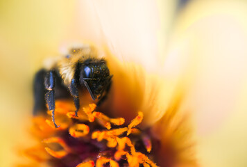 Close-up side view of a honey bee feeding on nectar from bright yellow flower. The honey bee is a eusocial flying insect within the genus Apis of the bee clade