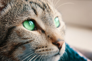 Tabby cat in basket near windowsill. Kitten with green eyes looks out window. Sunlight falls on pet. Close up animal portrait.