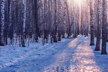 Birch tree grove at early spring.