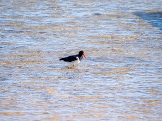  Sole Oystercatcher