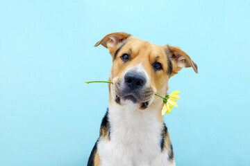 Close up a dog holding a flower chrysanthemum in its teeth on the blue background. Tricolor dog congratulating or celebrating mother's day. International women's day. Copy space. Banner.
