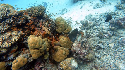 Fototapeta na wymiar Moray Eel in Coral Reef
