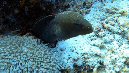 Naklejka na ściany i meble Moray Eel in Coral Reef