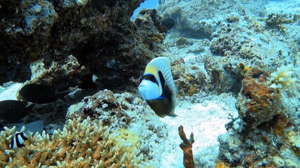 Naklejka na ściany i meble Tropical Fish Around Coral Reef