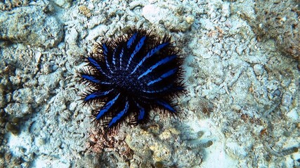 Crown of Thorns Jellyfish
