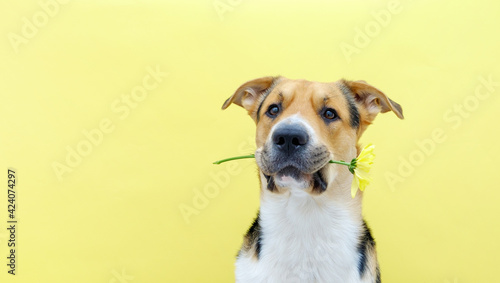 A dog holding a flower chrysanthemum in its teeth on the yellow or illuminating background. Tricolor dog training. Congratulating or celebrating mother's day. International women's day. Banner.