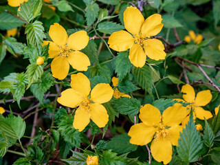 Yellow Damiana flowers (turnera diffusa) and green leaves