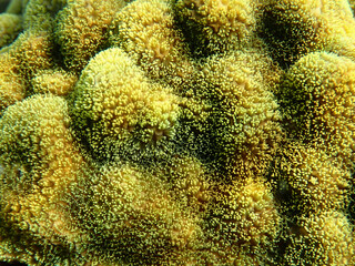coral reef macro