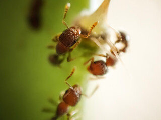ant on a cactus