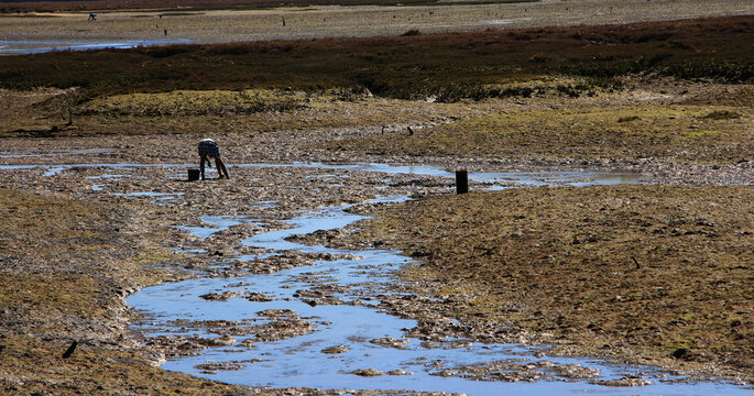 mariscador na Ria Formosa