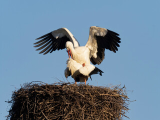 storks in the nest