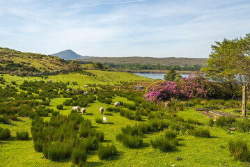 Fototapeta na wymiar Irish rural landscape of Connemara , Ireland