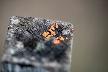 fungus on a post, nacka, sweden, sverige, stockholm