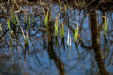 reeds in the lake, nacka, sweden, sverige, stockholm
