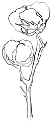 Hand drawn line art cotton flowers. Black contour drawing. Minimal fine art floral illustration on white background. Black and white elegant line drawing. Can be used for logo, pattern, print