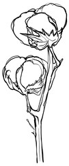 Hand drawn line art cotton flowers. Black contour drawing. Minimal fine art floral illustration on white background. Black and white elegant line drawing. Can be used for logo, pattern, print