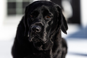 Black Lab face