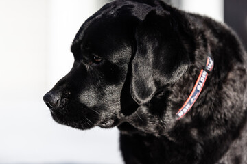 Fototapeta premium Black Lab face