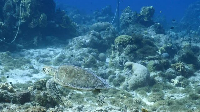 Green Sea Turtle in coral reef of Caribbean Sea, Curacao