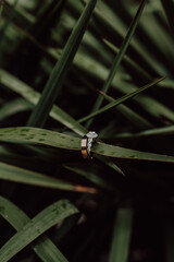 wedding rings on a green bush