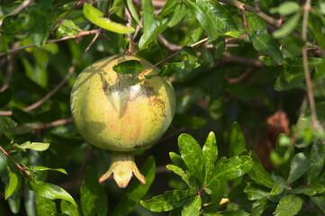 Closeup of a pomegranate hanging from the tree in summer
