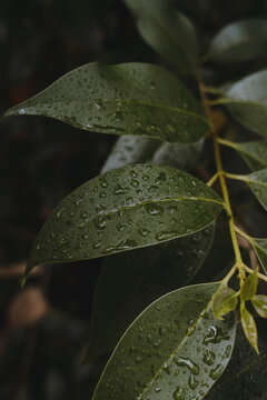 Rain forest leaves during a rain forest