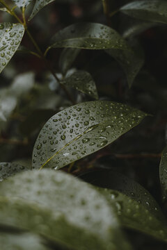 water drops on a leaf