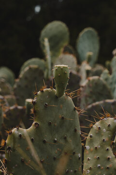 Cacti close-up of small and dangerous
