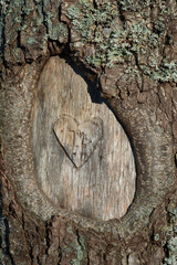 heart carved into a tree