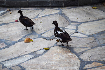 ハワイ島の野鳥二羽