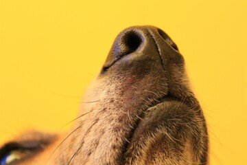 Close up of a dog's nose sniffing the air on a yellow background.