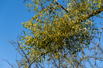 Weißbeerige Mistel