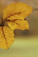 Obraz premium Herbstblätter