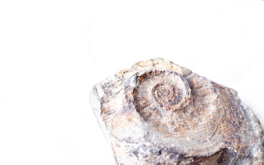 fossil seashell