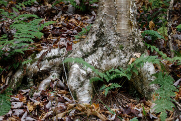 Obraz premium yellow birch roots