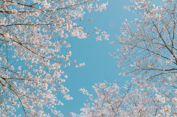 Cherry blossoms
봄 벗꽃 봄날