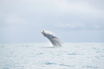 Obraz premium whale jumping in costa rica 