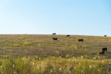 Fototapeta na wymiar Cows feeding in pasture fields