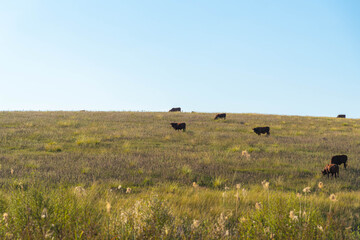 Cows feeding in pasture fields