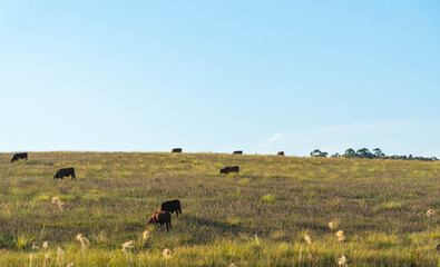 Cows feeding in pasture fields