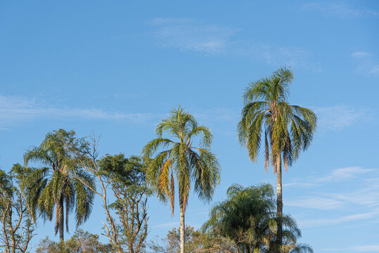 Jerivá palm (Syagrus romanzoffiana) and the blue horizon in the background