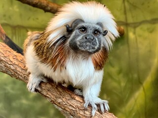 White Tailed Macaque Close Up