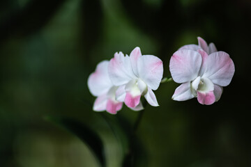 Soft Pink Orchid in close up