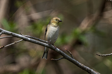 Finch on a Branch