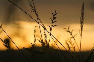 vegetación en el atardecer 