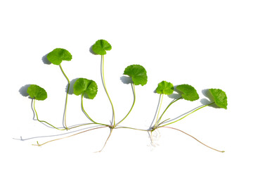 Gotu kola, Asiatic pennywort or Indian pennywort on white background.