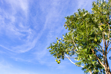 Árvore com folhas verdes sob céu azul.