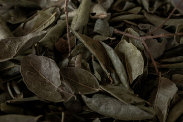 dry leaf tea background