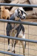 Black, brown and white adult goat looks to the right with his ears out, showing off his beautiful face and bright eyes while standing on the fence poles at the farm